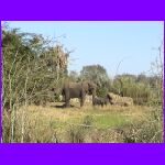 Mama and Baby Elephants.jpg